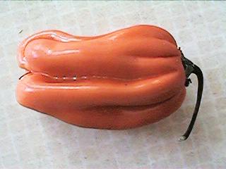 A Very Hot Chilli